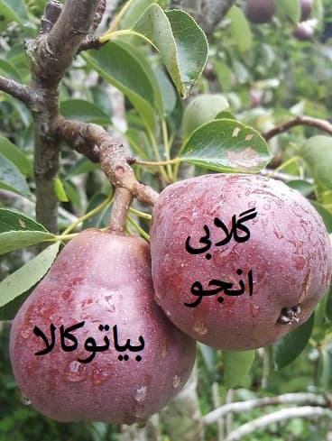 نهال نژاد های گلابی / گلابی انجو قرمز
